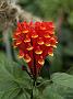 Scutellaria costaricana
